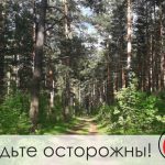 Учебные стрельбы в Боровичах